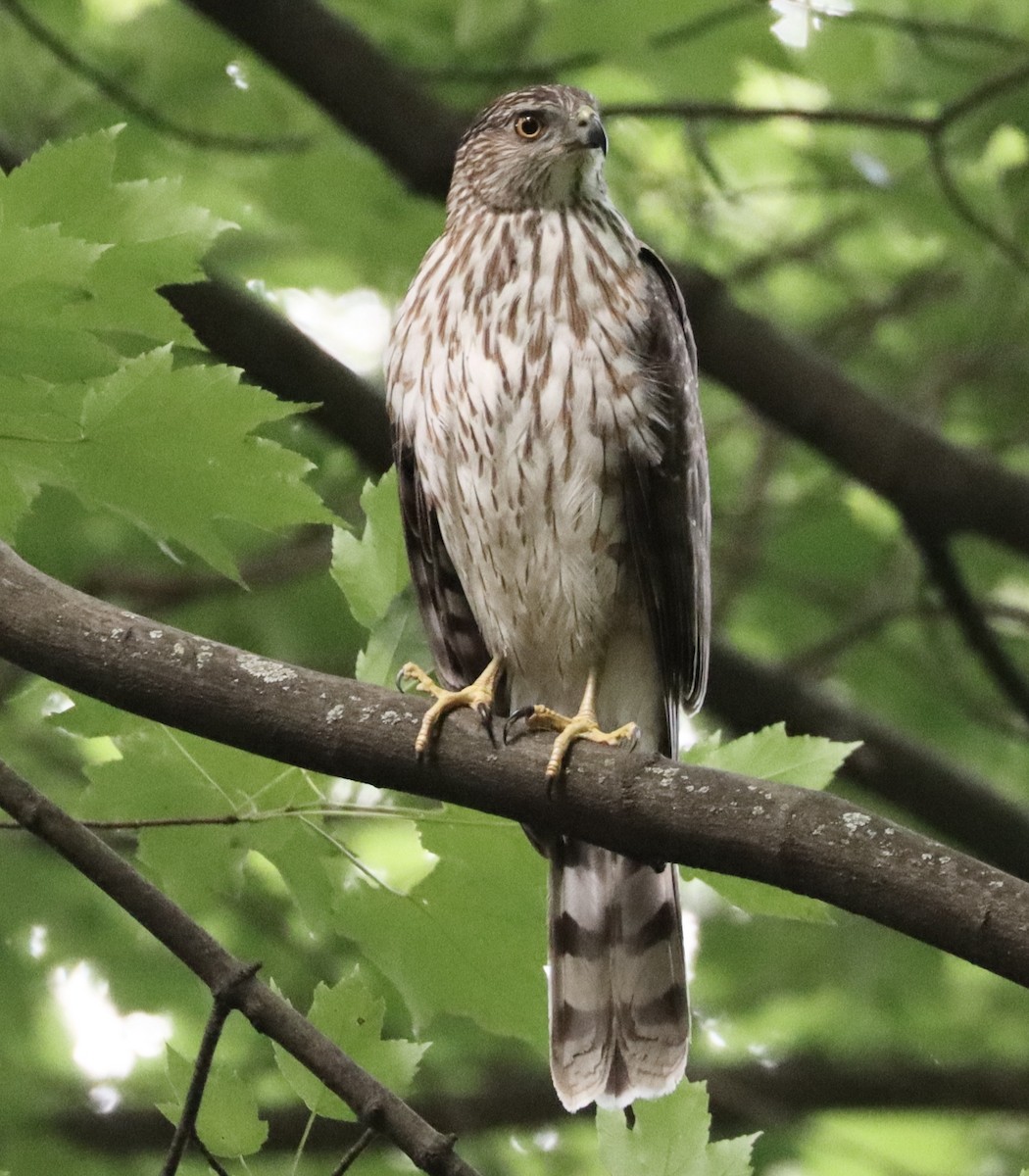 Cooper's Hawk - ML620343176