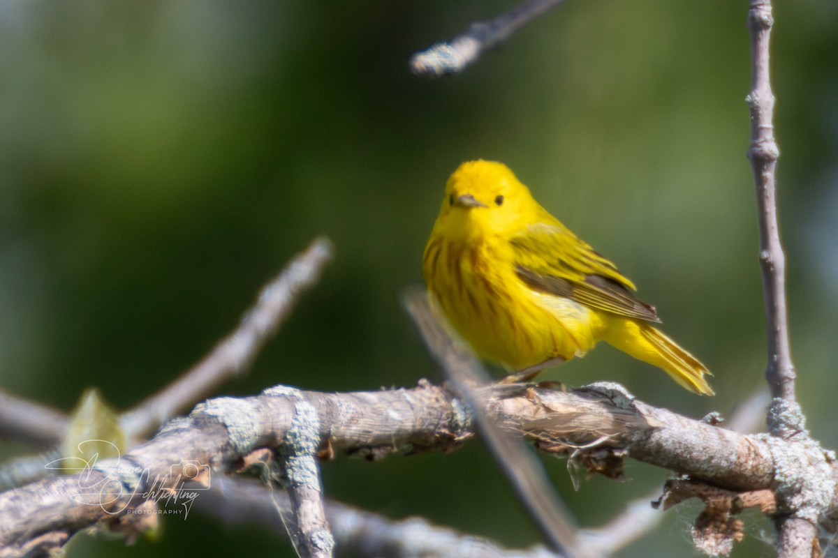 Yellow Warbler - Diane Schlichting