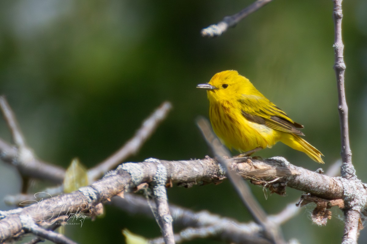 Yellow Warbler - ML620343186