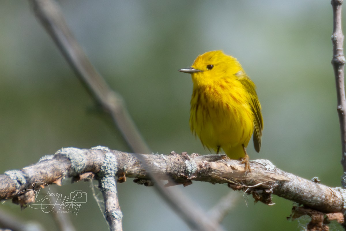 Paruline jaune - ML620343188