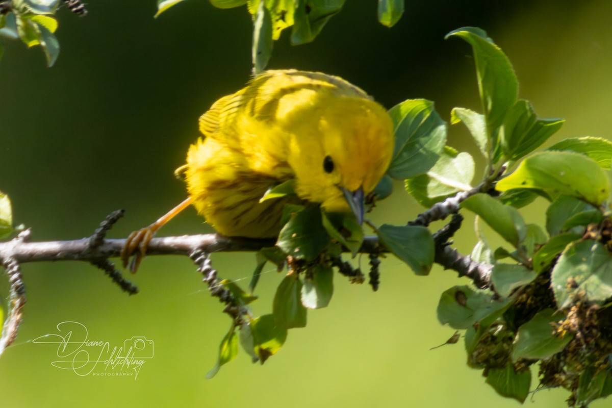 Yellow Warbler - ML620343191