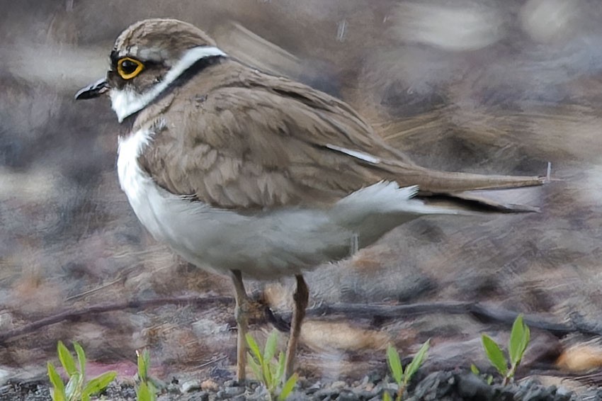 Little Ringed Plover - ML620343192