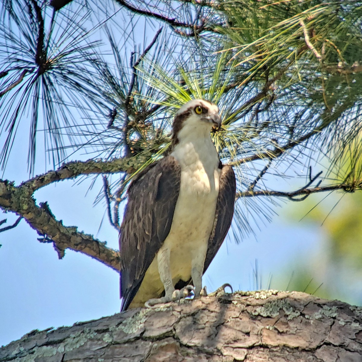 Osprey - ML620343208