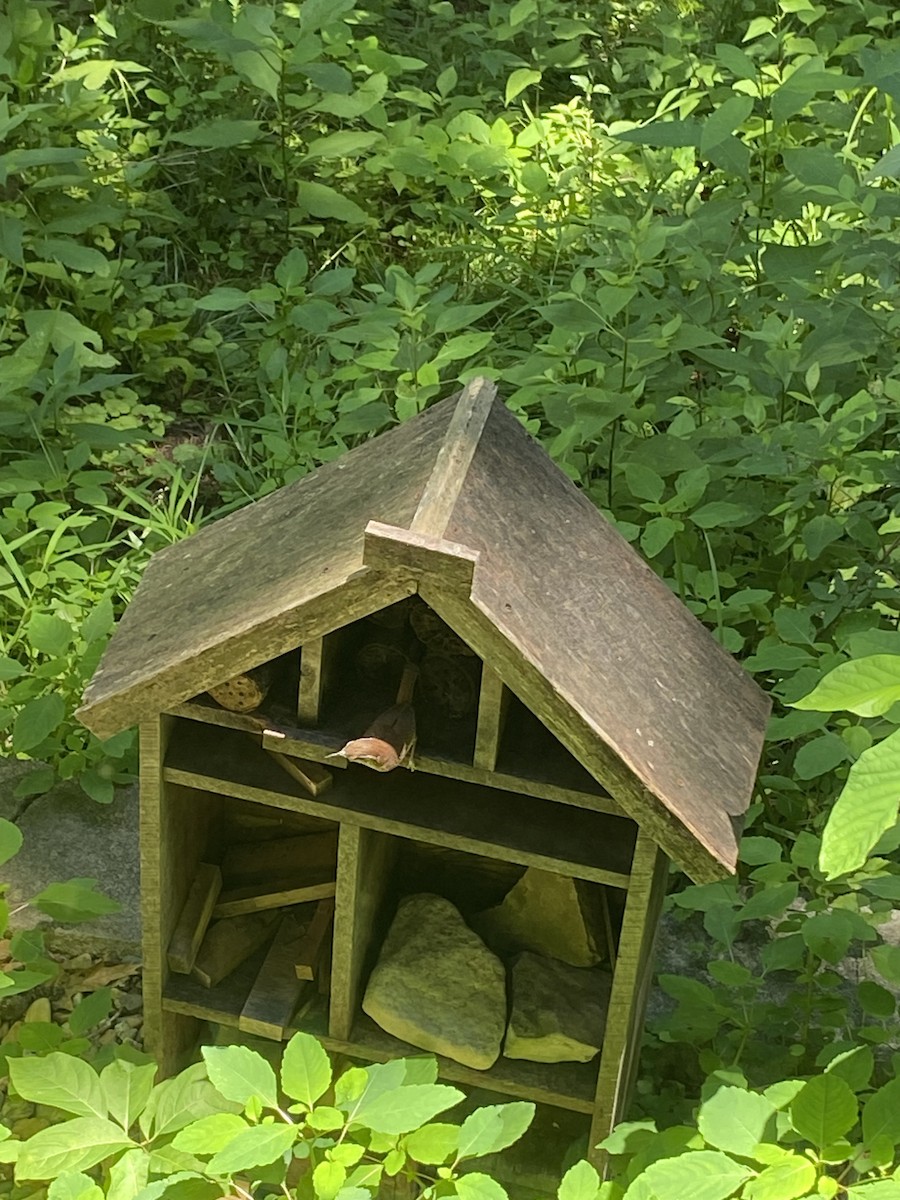 Carolina Wren - ML620343234