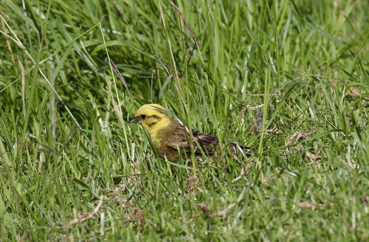 Yellowhammer - ML620343238