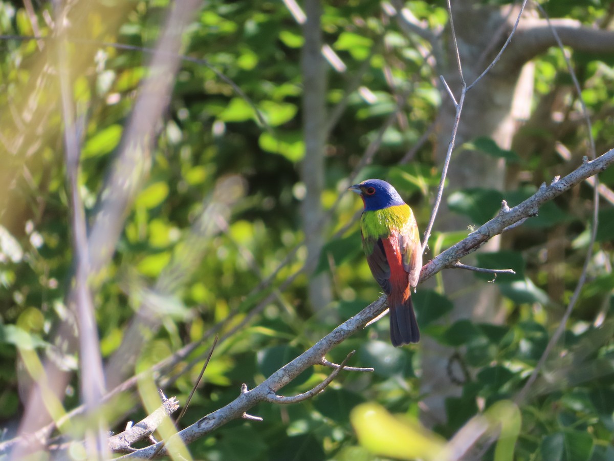 Painted Bunting - ML620343241