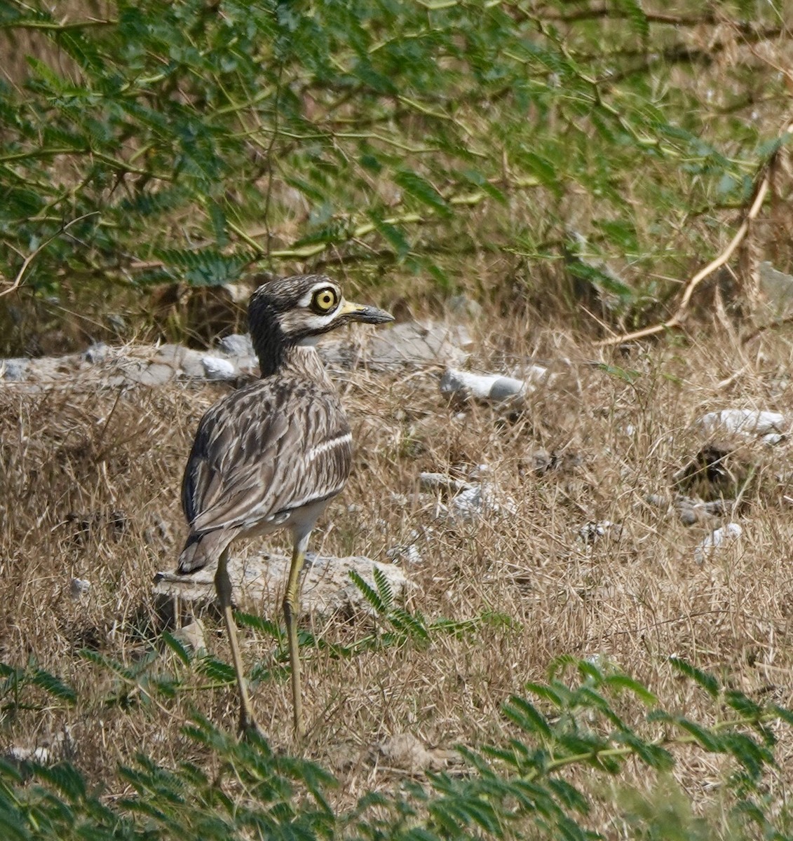 Indian Thick-knee - ML620343246