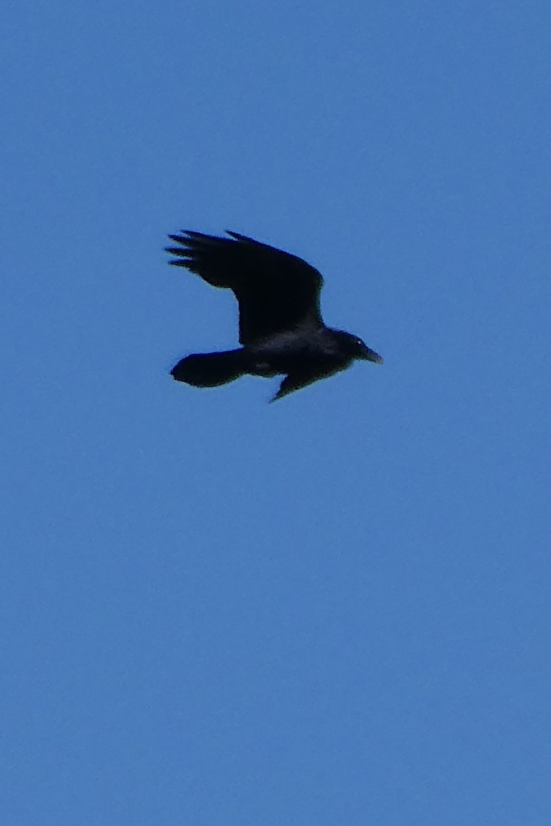 Common Raven - ML620343247