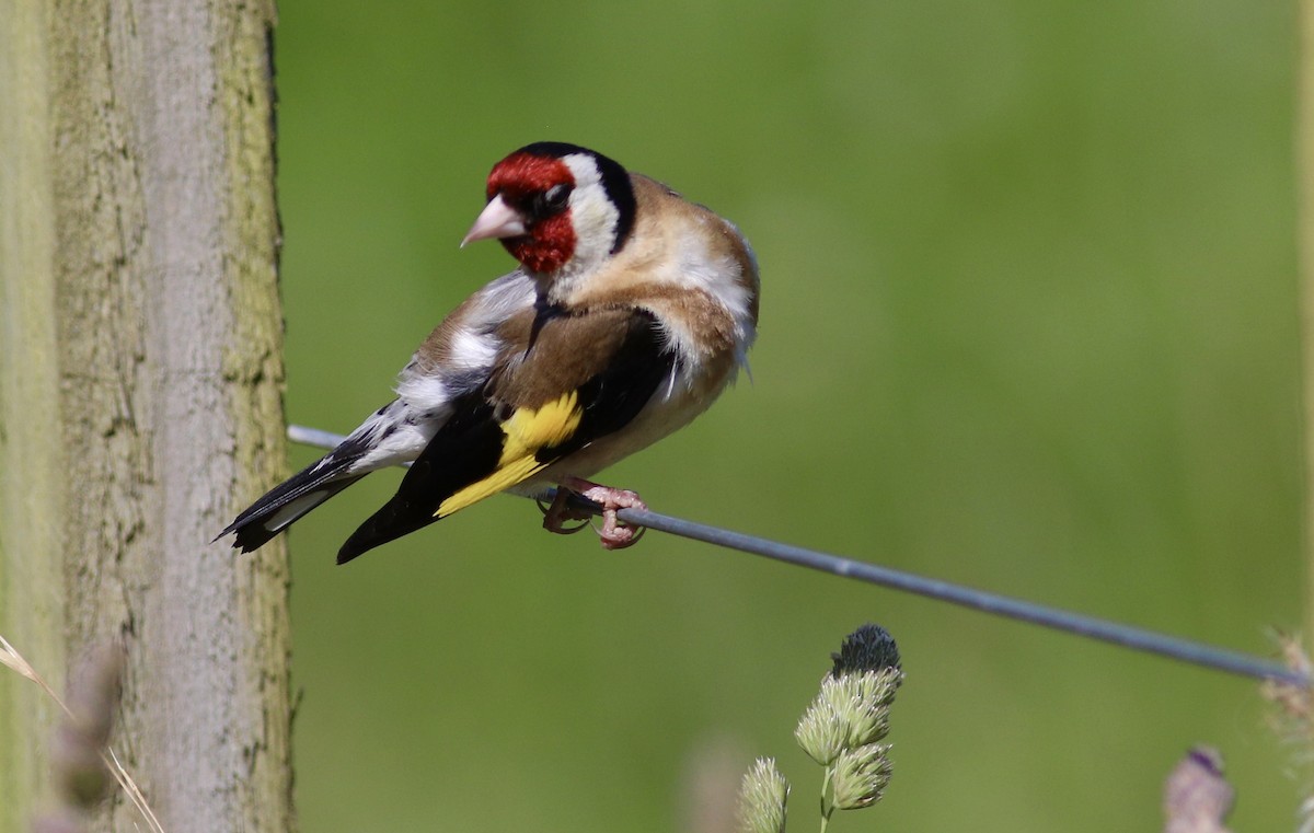 European Goldfinch - ML620343266