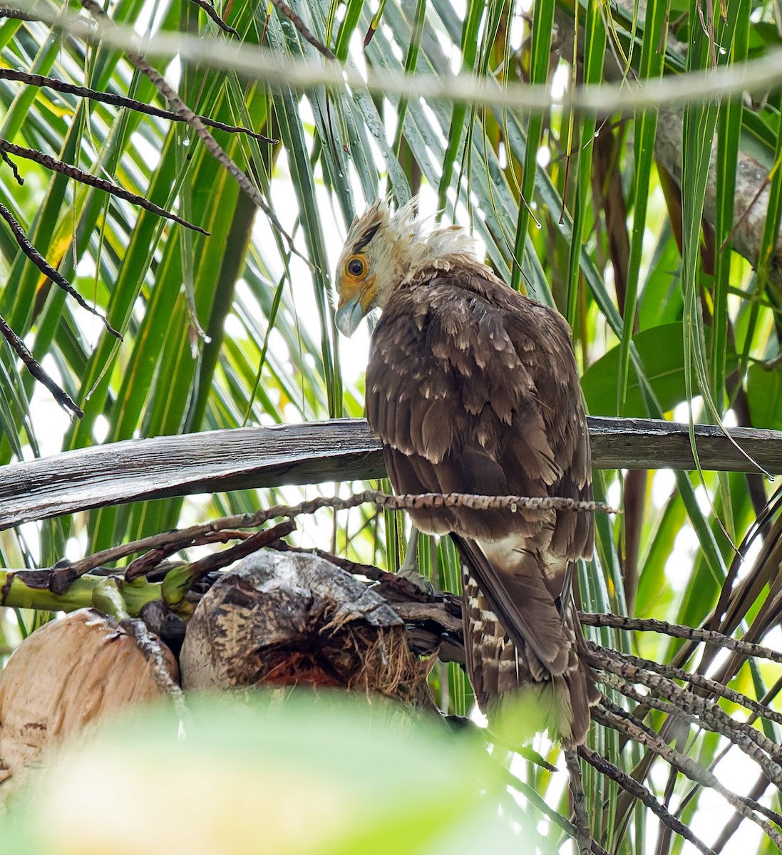 Caracara Chimachima - ML620343272