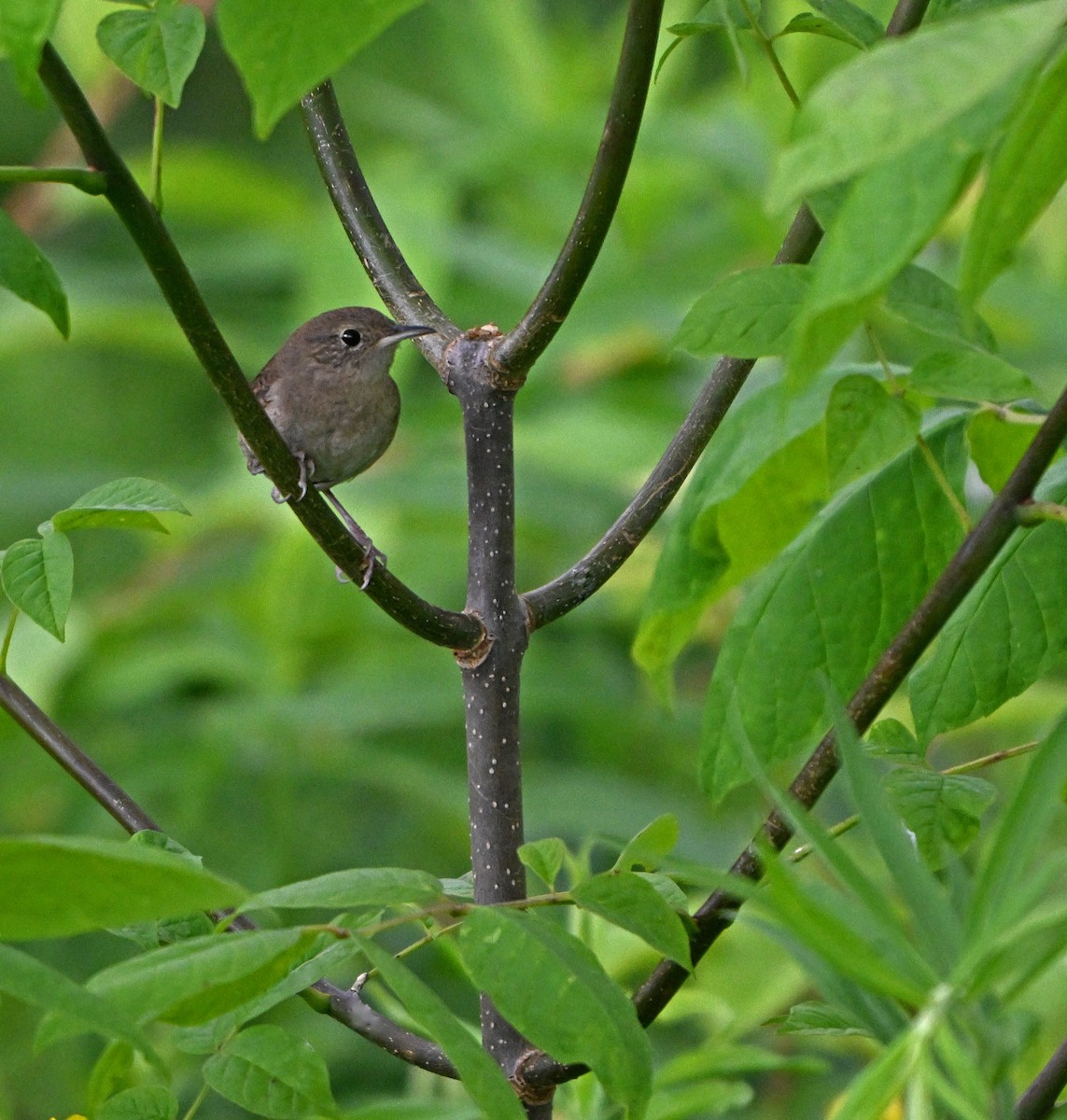 House Wren - ML620343283