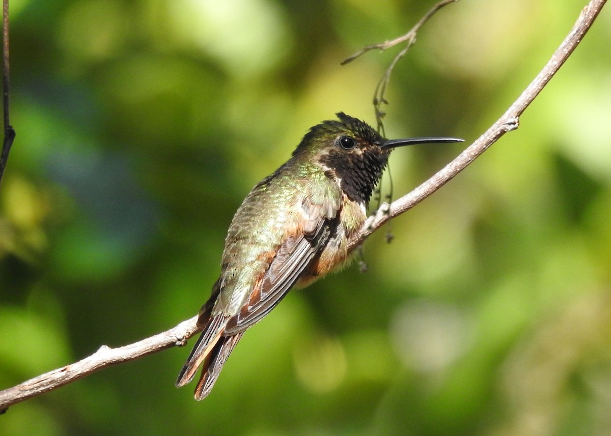 Colibrí de las Bahamas - ML620343285