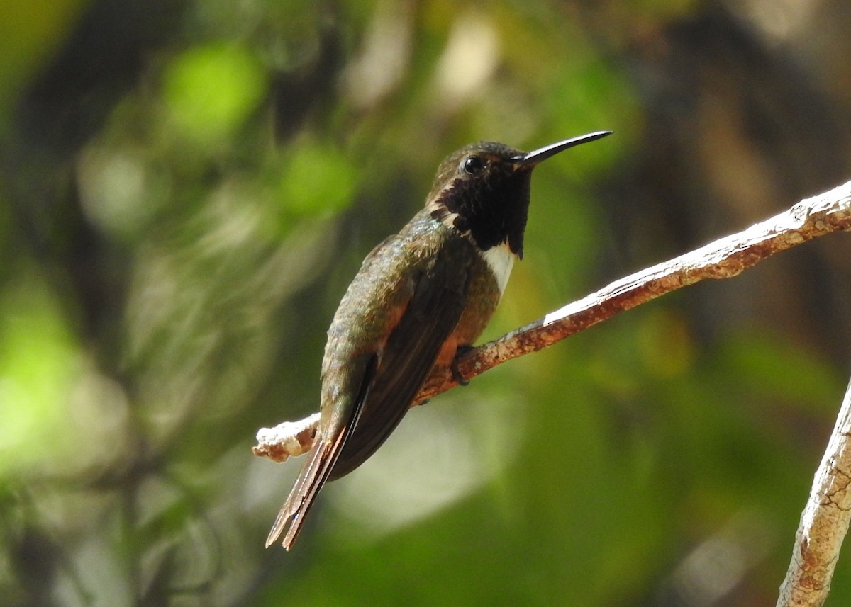 Colibri des Bahamas - ML620343286