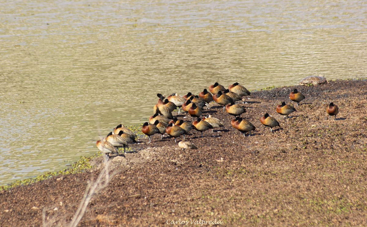 White-faced Whistling-Duck - ML620343293