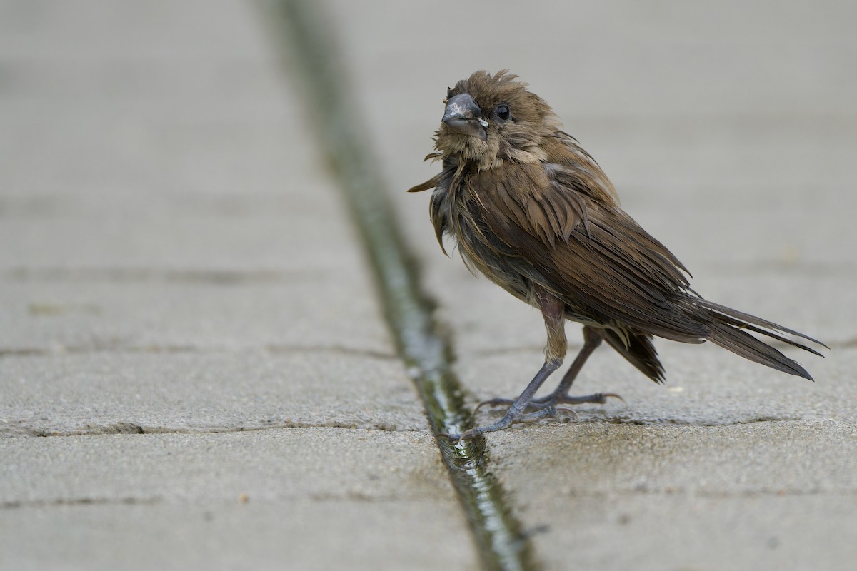 Scaly-breasted Munia (Scaled) - Sam Hambly