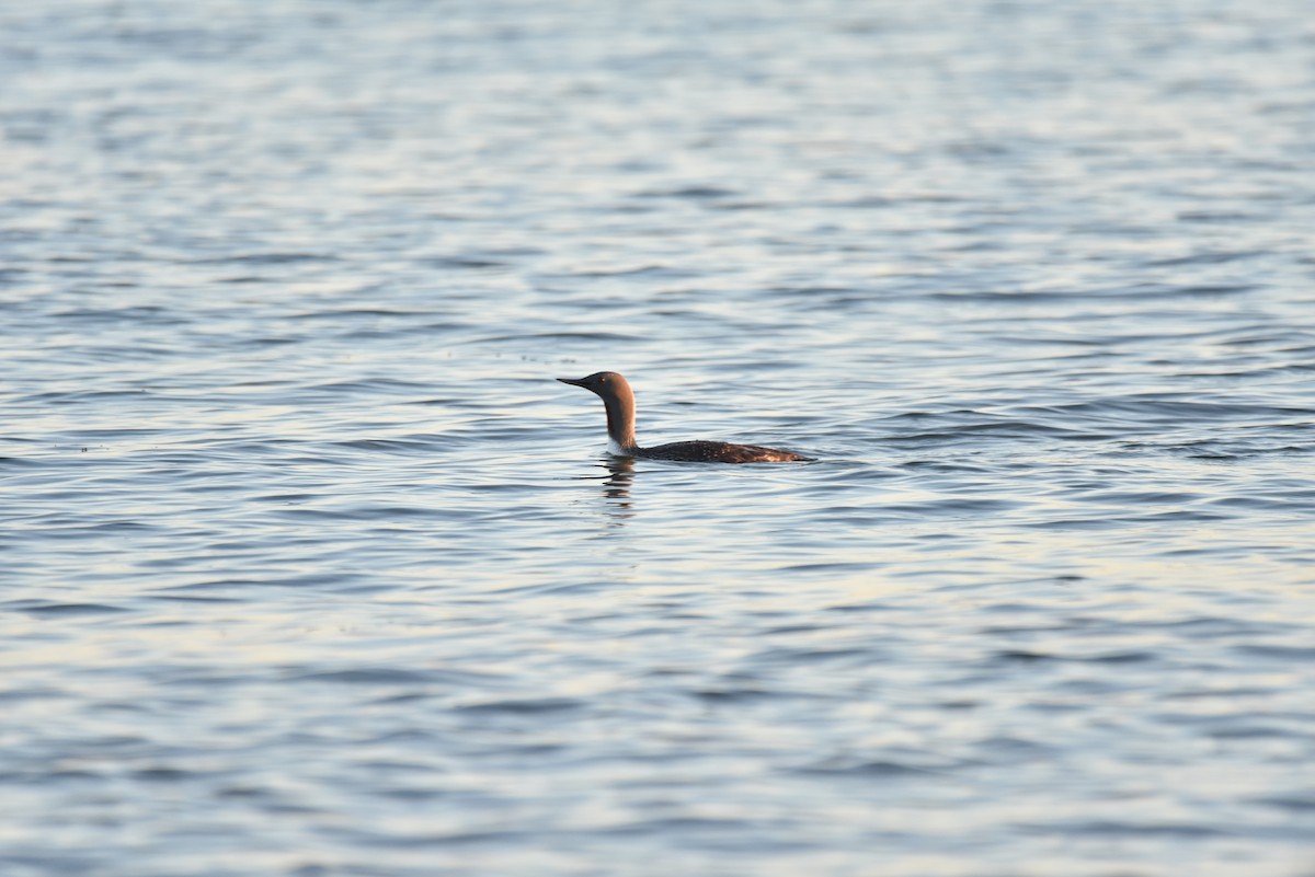Red-throated Loon - ML620343307