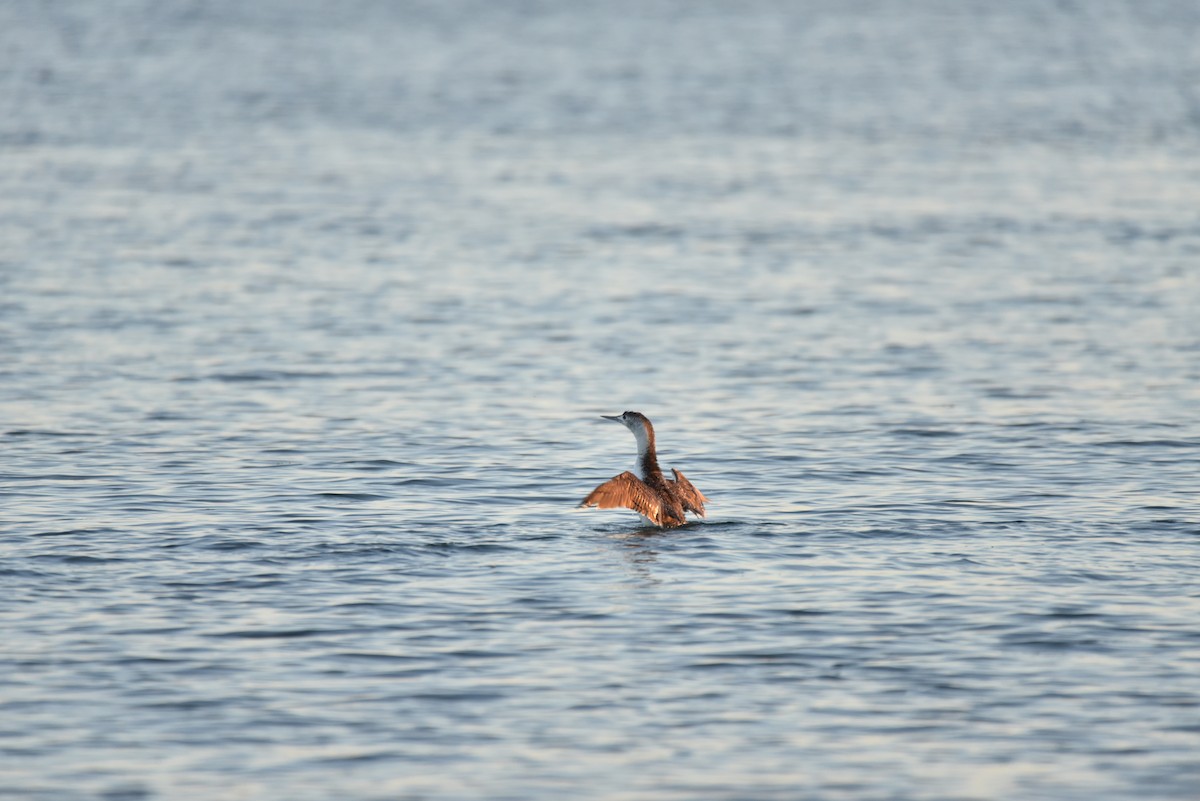 Red-throated Loon - ML620343308