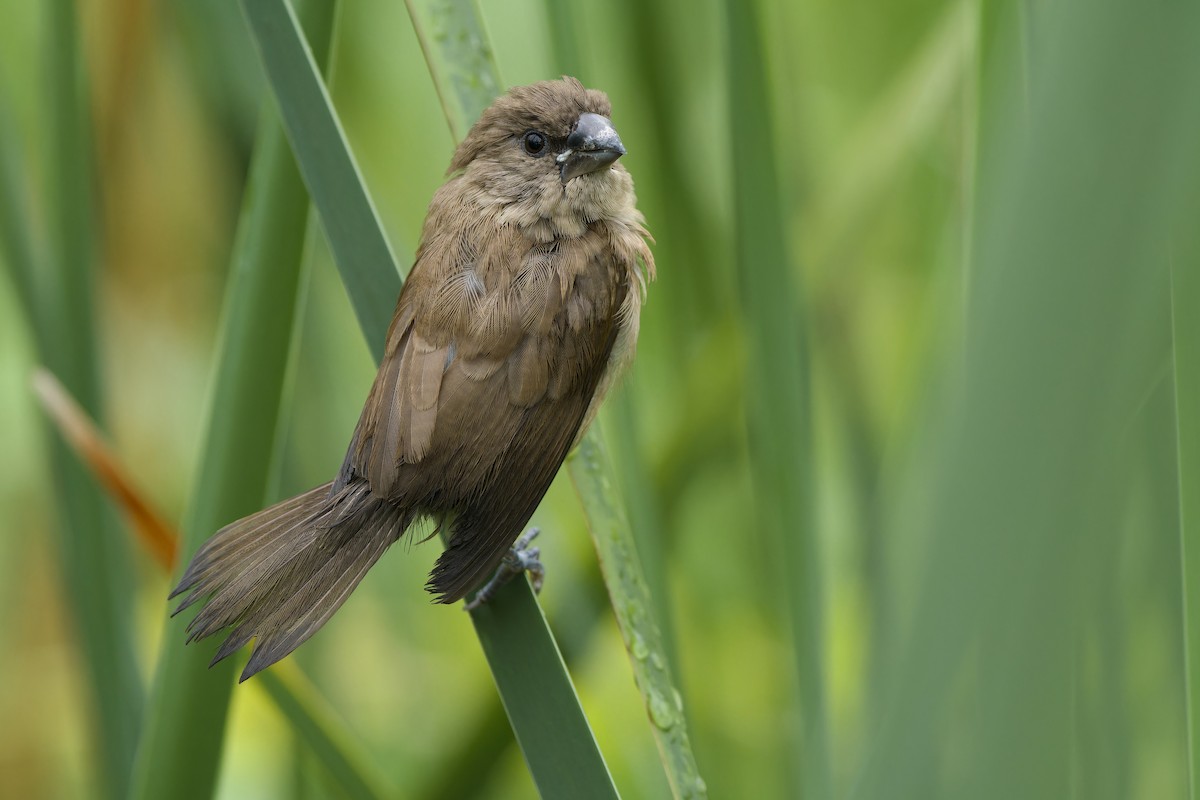 Scaly-breasted Munia (Scaled) - ML620343315