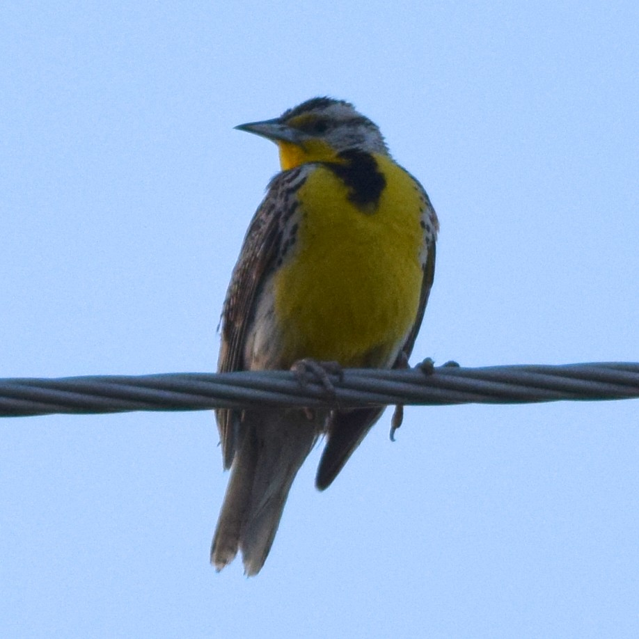 Western Meadowlark - ML620343317