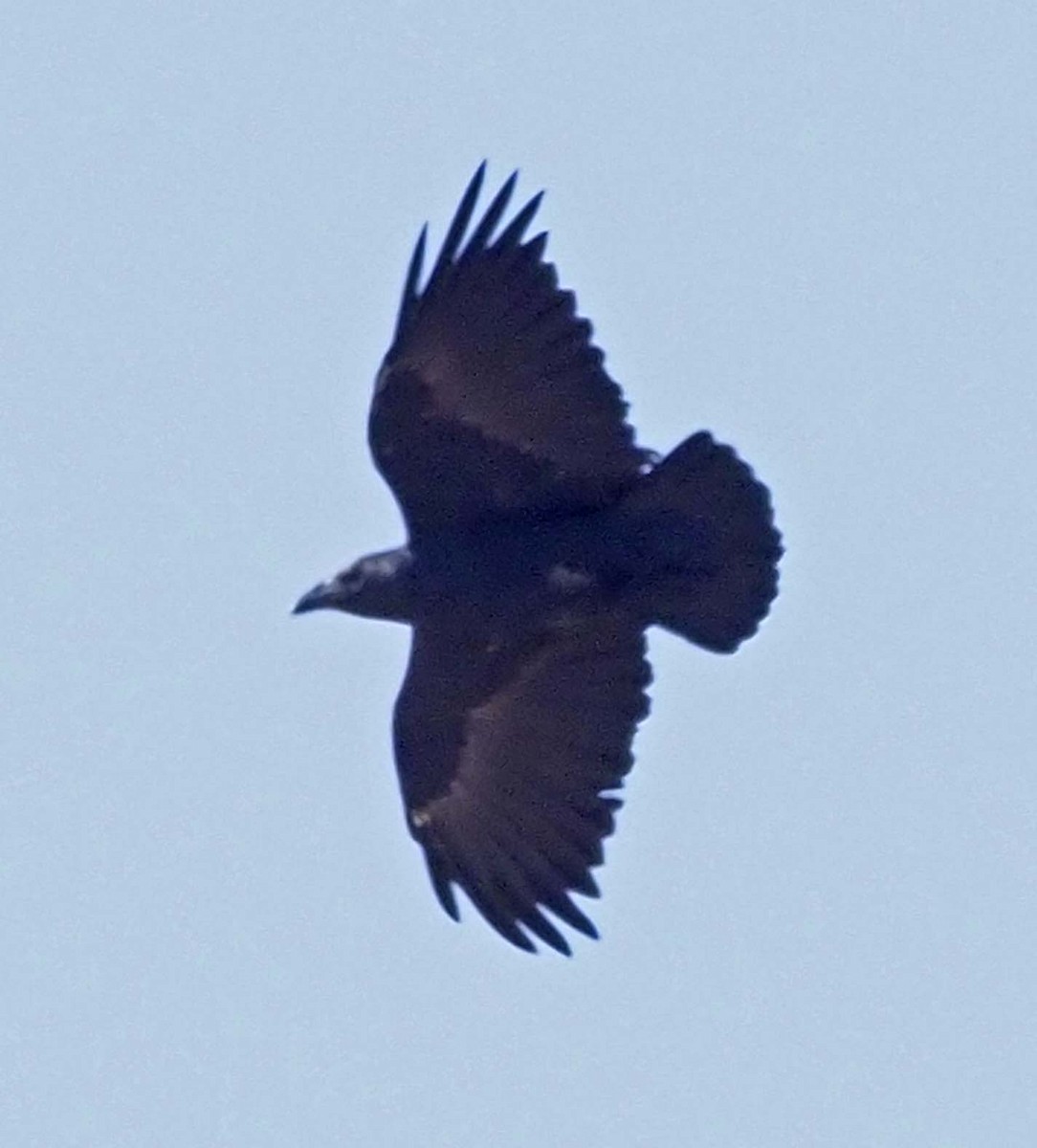 Fan-tailed Raven - ML620343323
