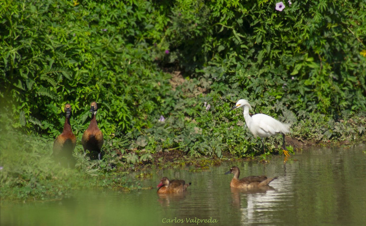 Canard amazonette - ML620343326