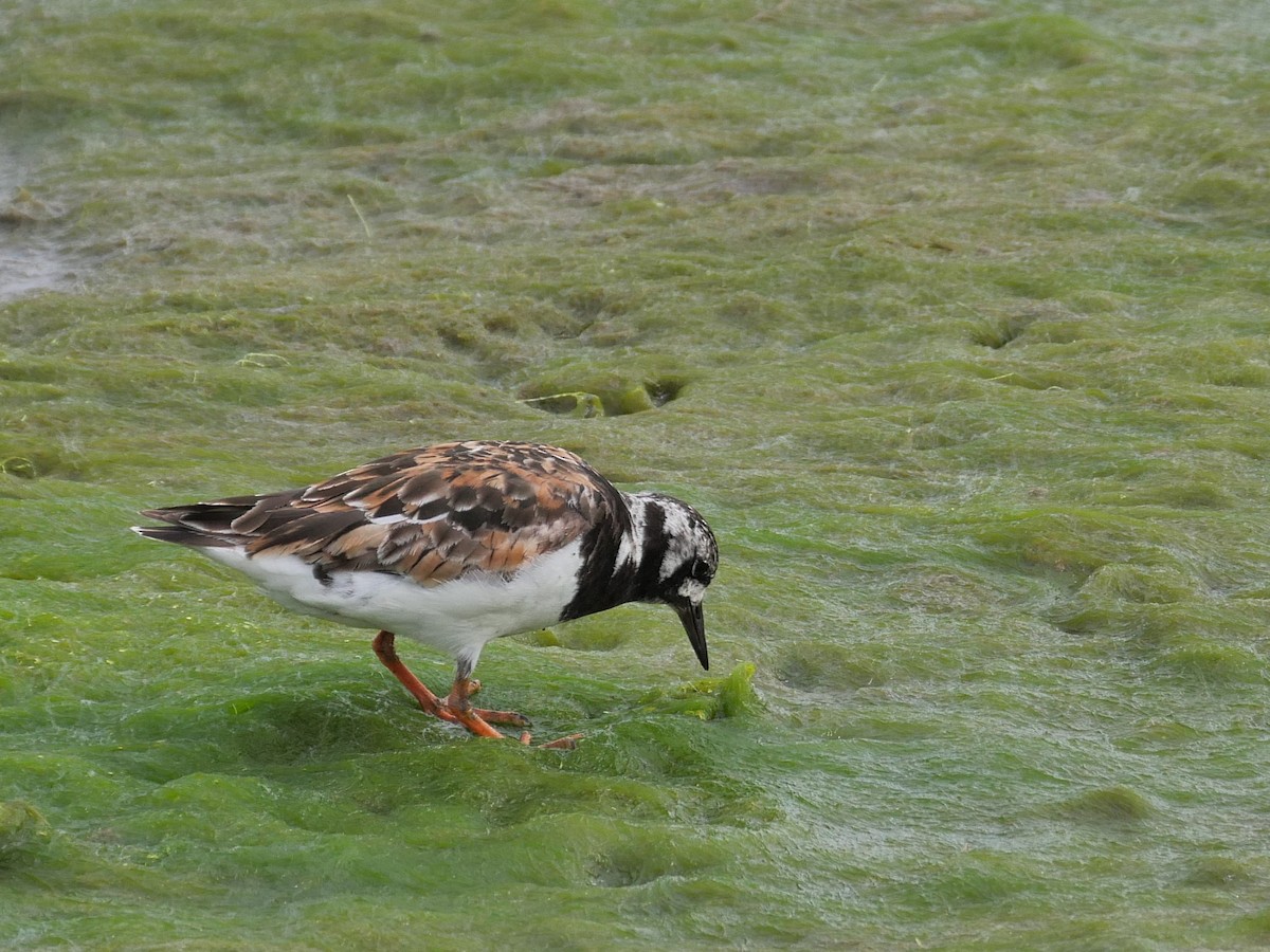 Ruddy Turnstone - ML620343328