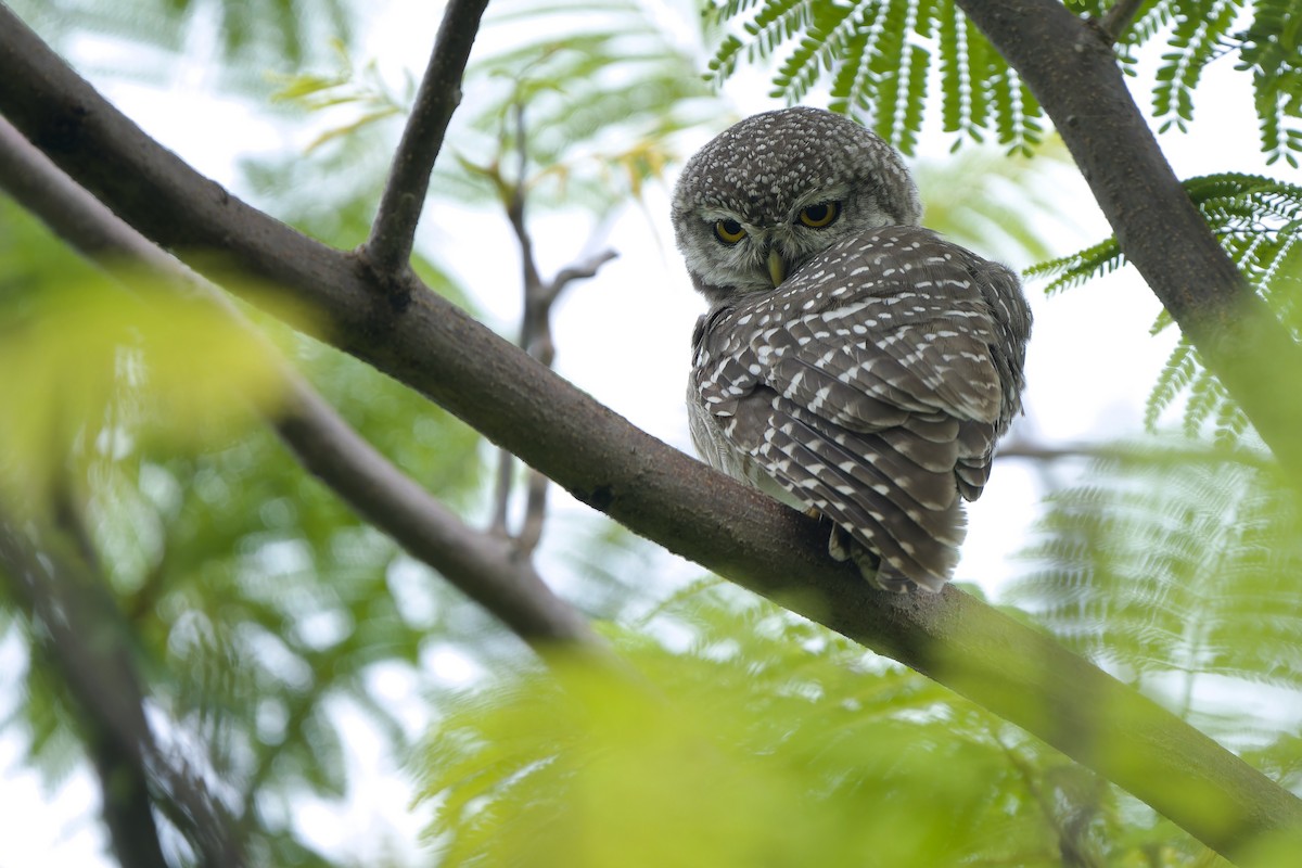Spotted Owlet - ML620343332