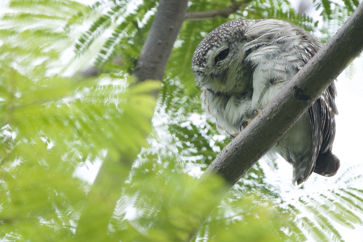 Spotted Owlet - ML620343333