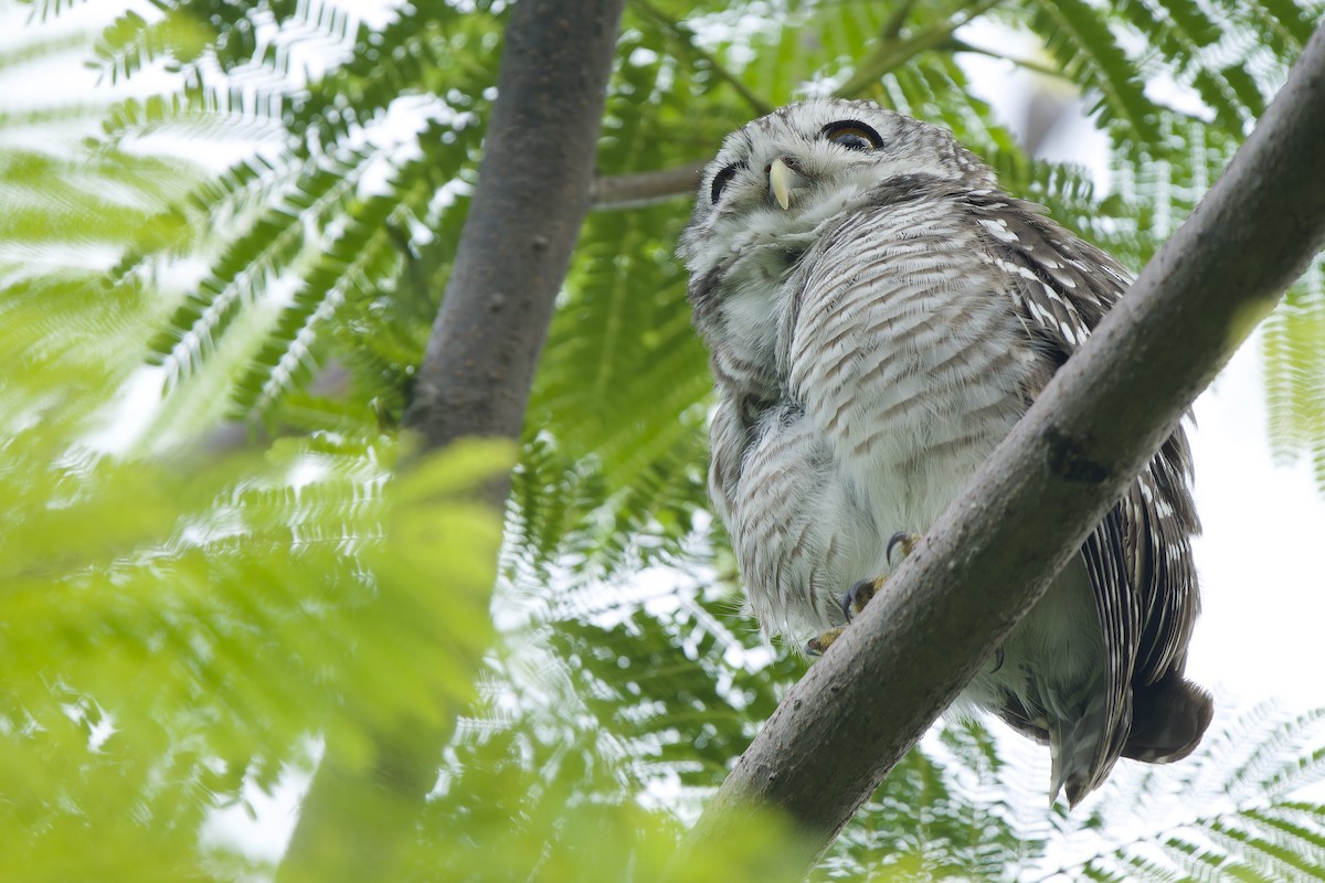 Spotted Owlet - ML620343334