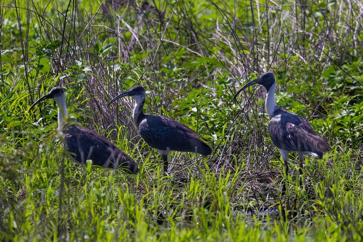 Straw-necked Ibis - ML620343335