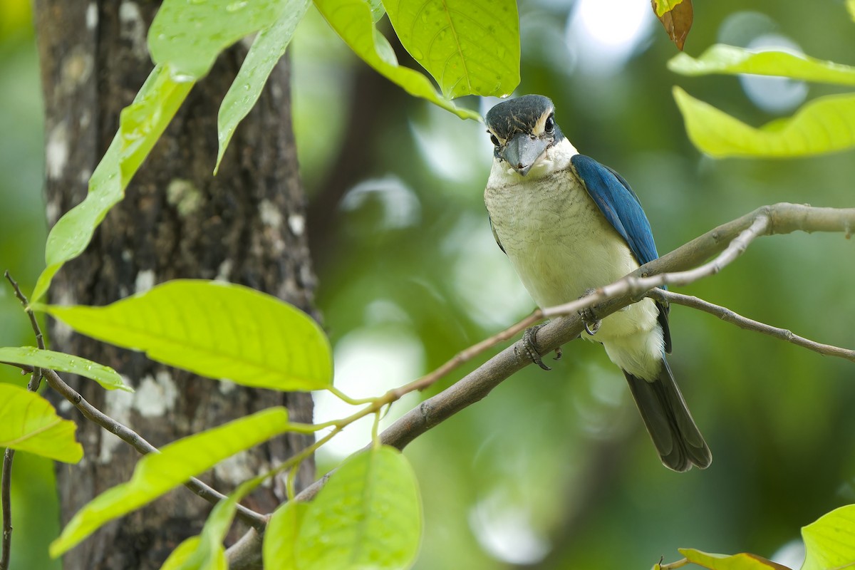 Collared Kingfisher (Oriental) - ML620343339