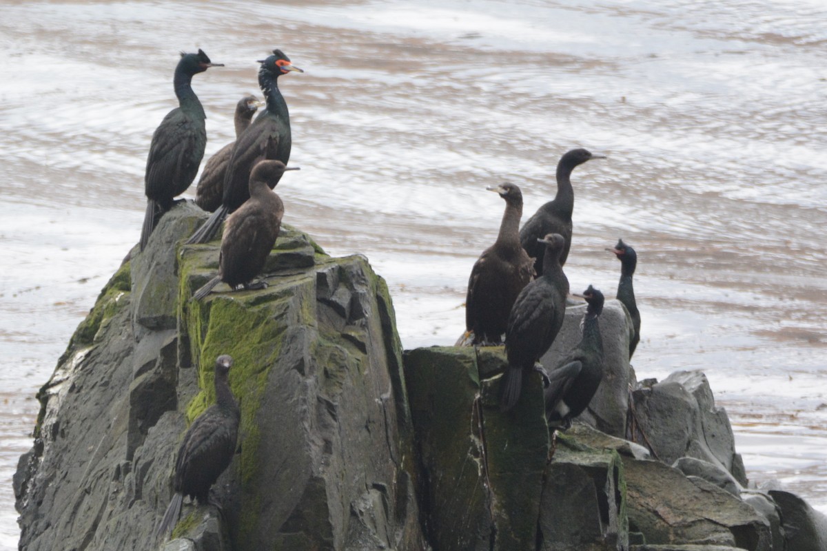 Cormorán Pelágico - ML620343352