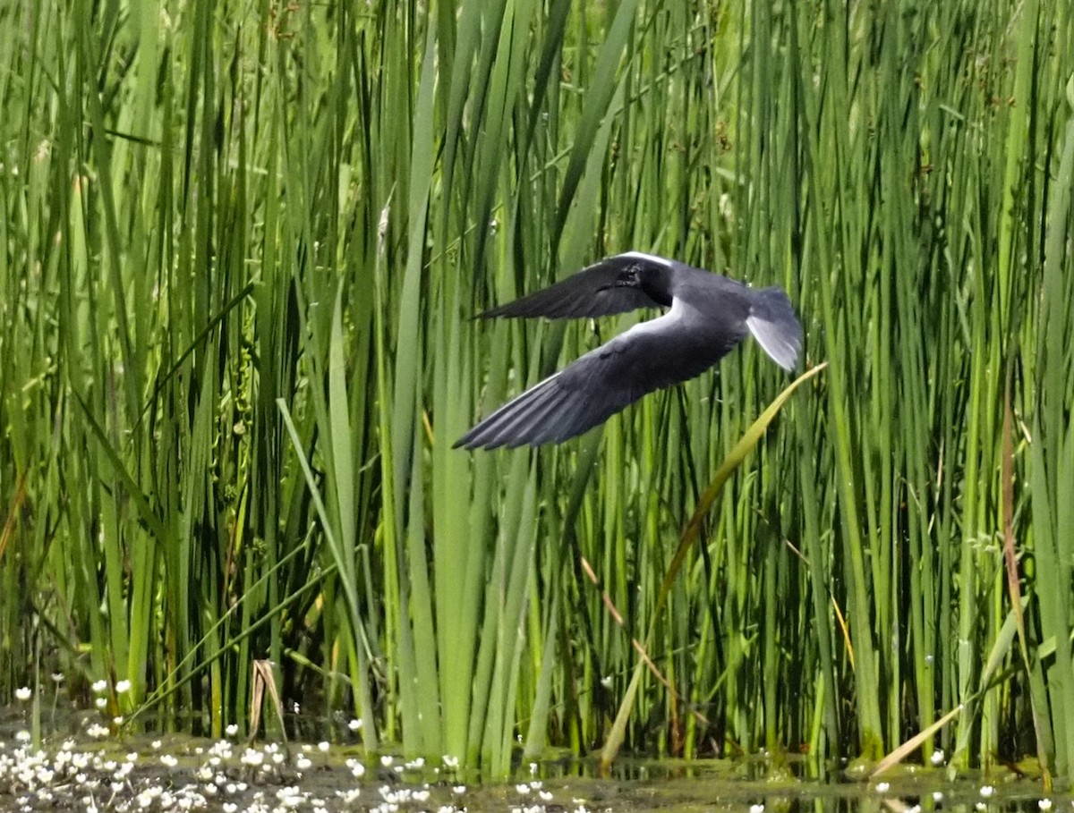 Black Tern - ML620343357