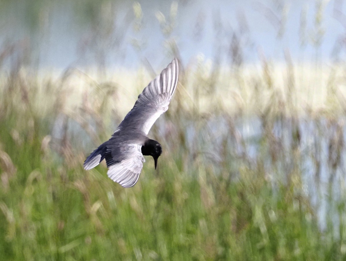 Black Tern - ML620343359