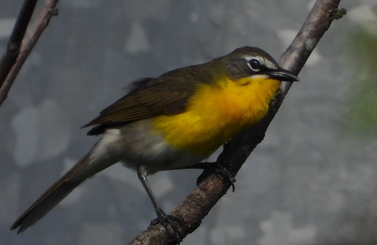 Yellow-breasted Chat - ML620343365