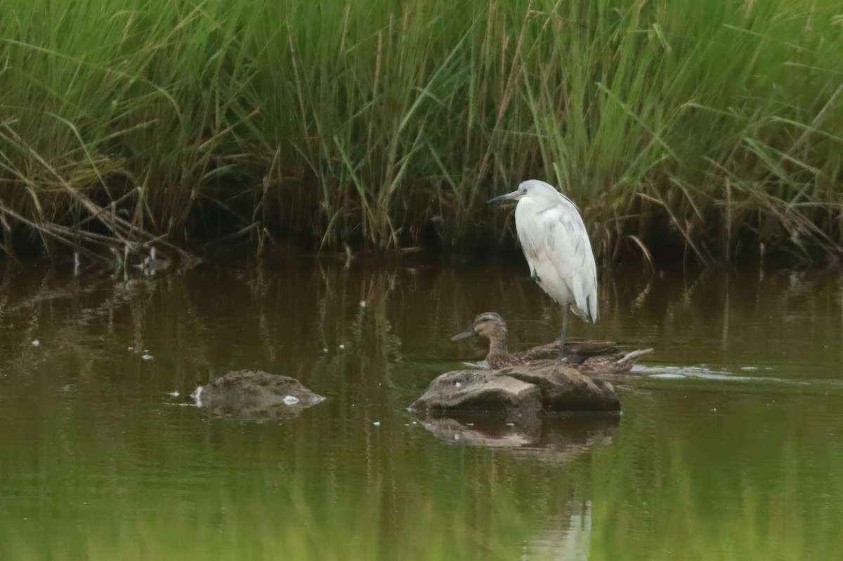 Little Blue Heron - ML620343378