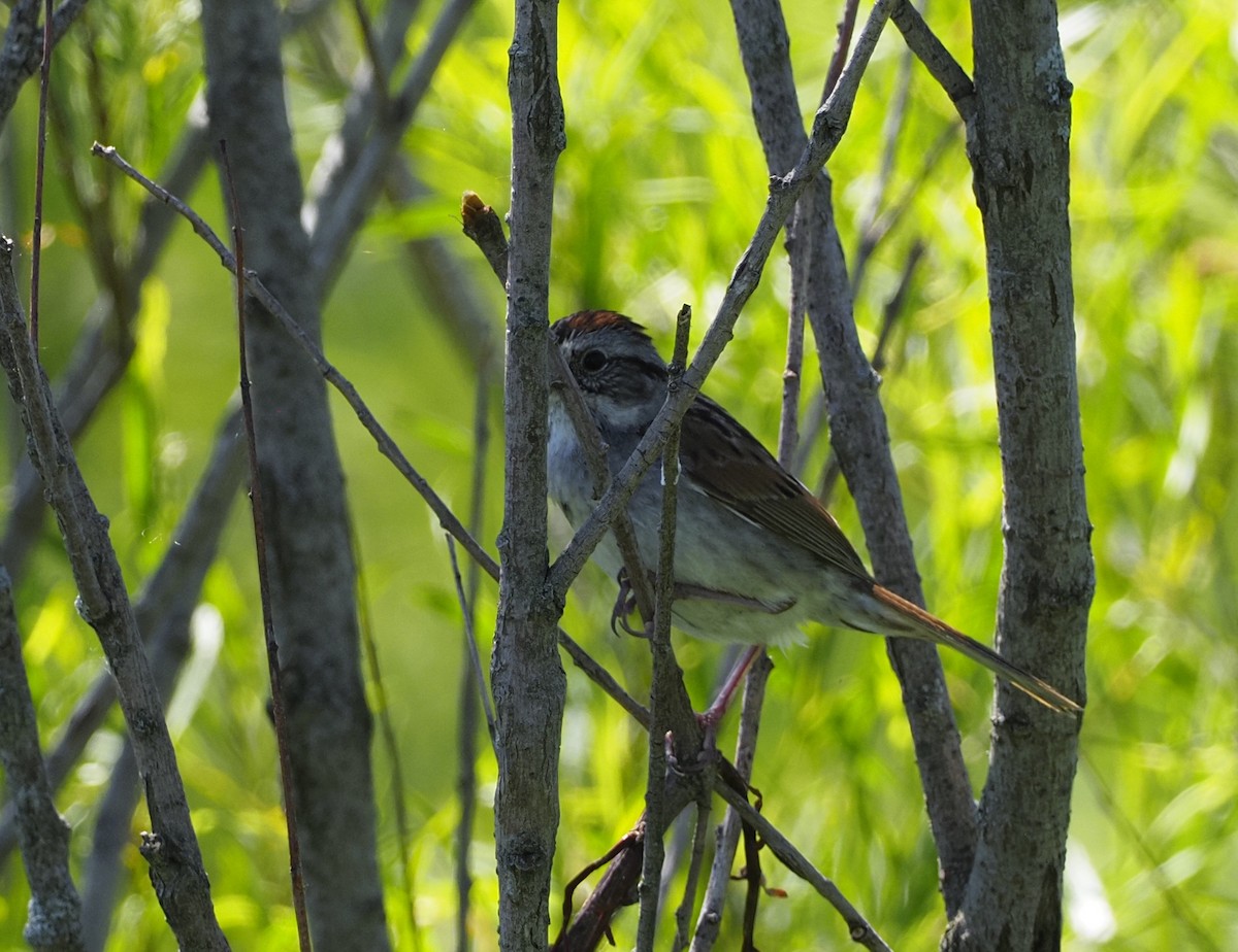 Swamp Sparrow - ML620343391