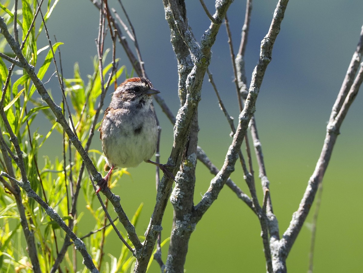 Swamp Sparrow - ML620343392