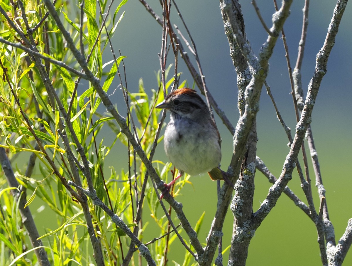 Swamp Sparrow - ML620343393