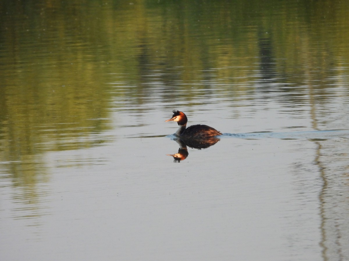 Great Crested Grebe - ML620343398