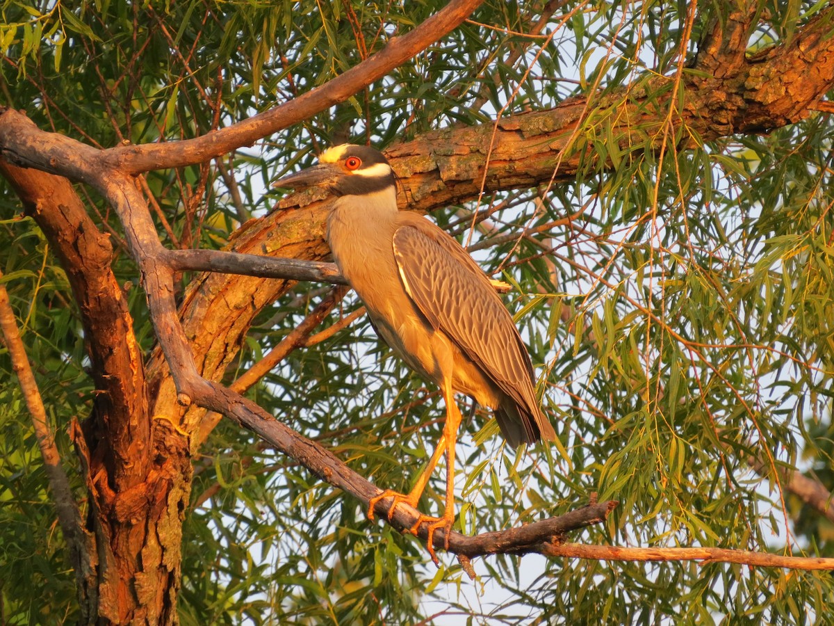 Yellow-crowned Night Heron - ML620343399