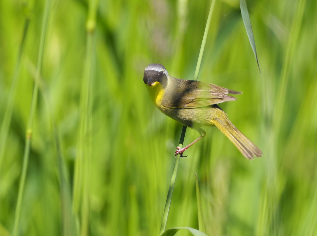 Common Yellowthroat - John Bruder