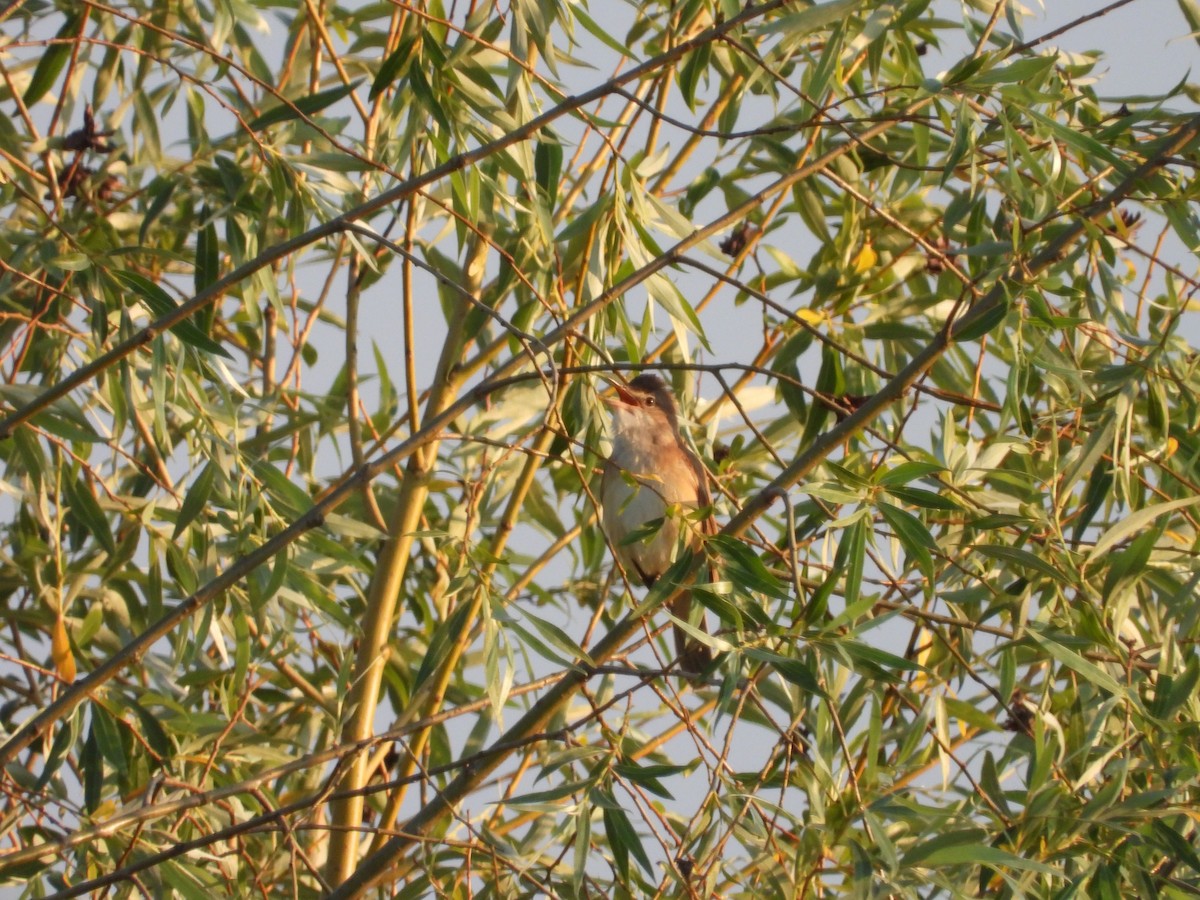 Great Reed Warbler - ML620343419