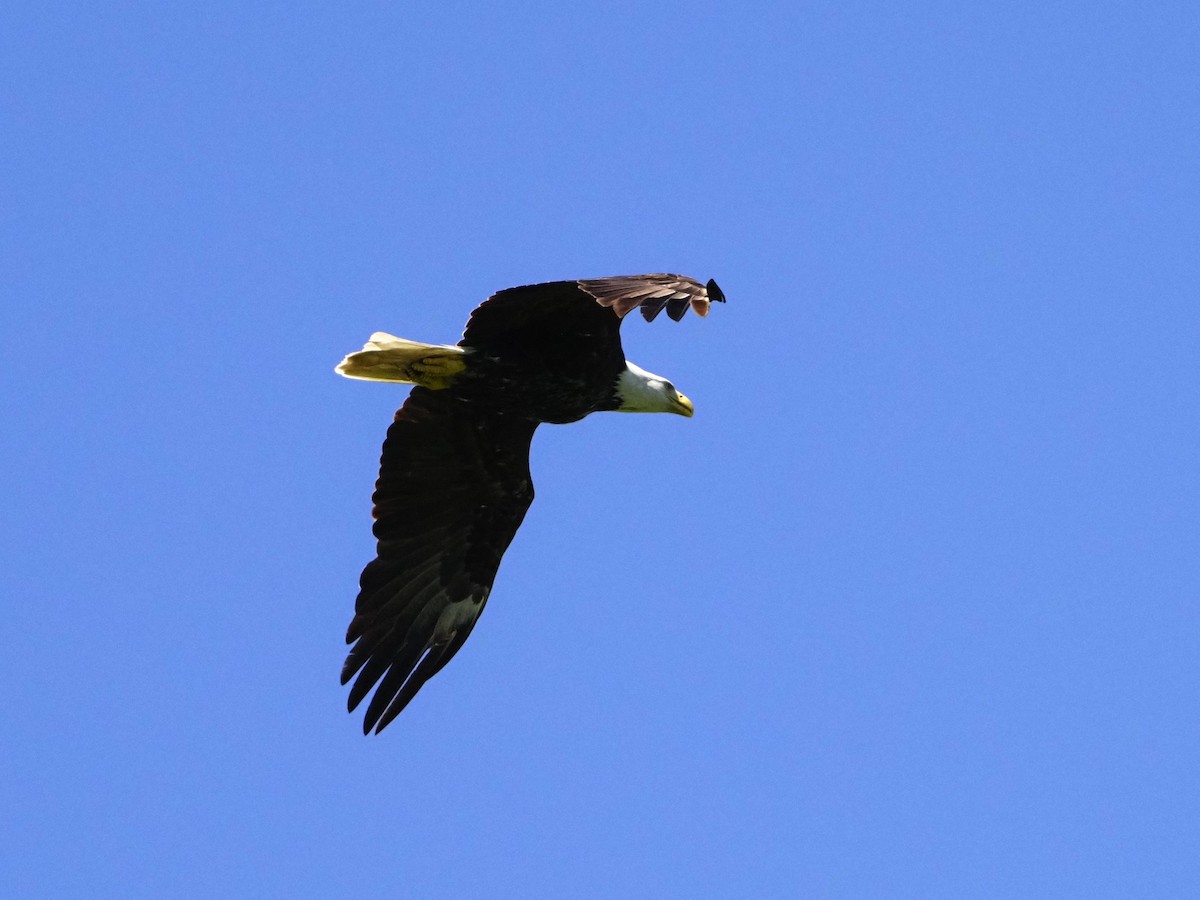 Bald Eagle - ML620343428