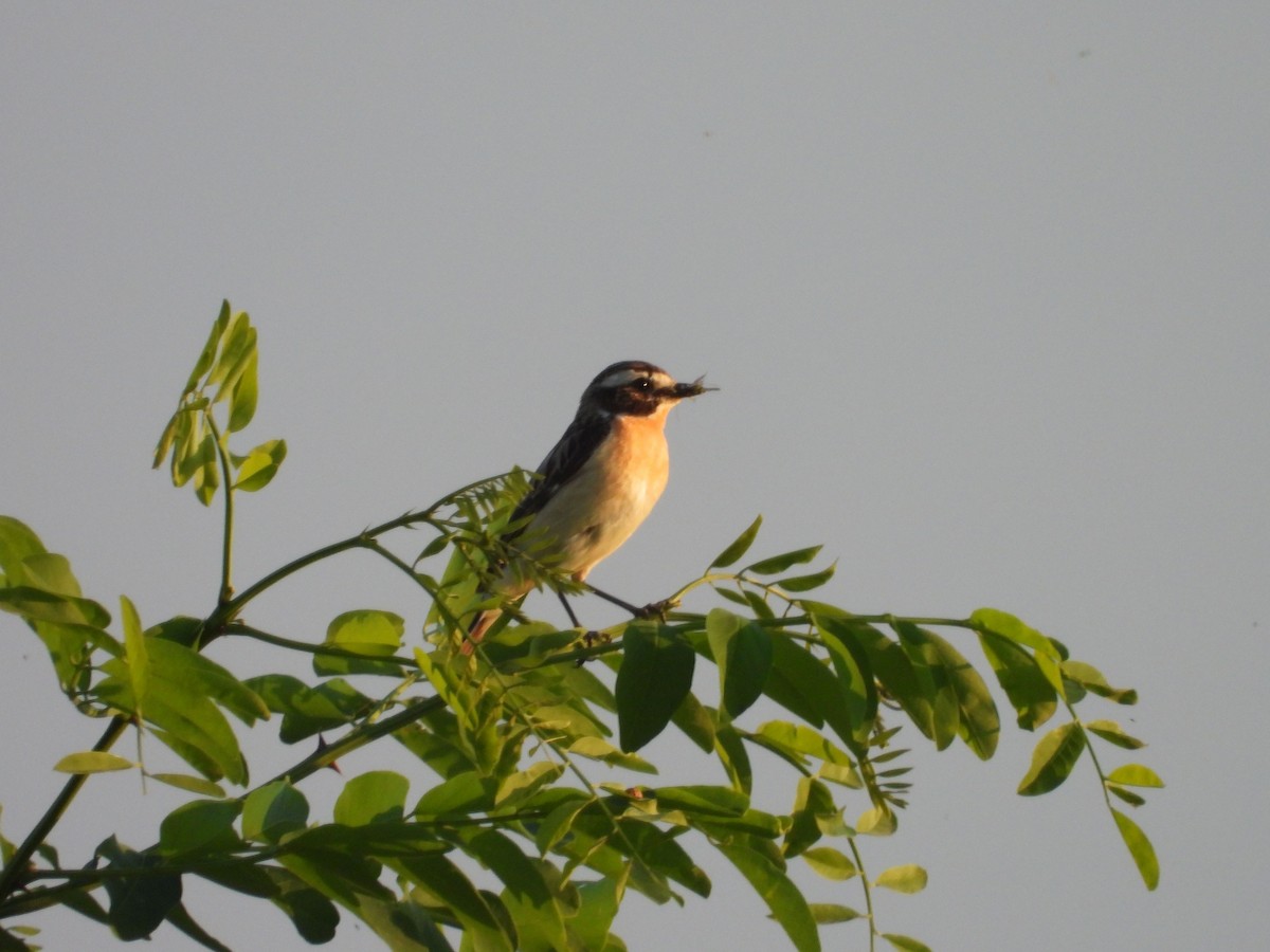 Whinchat - ML620343429