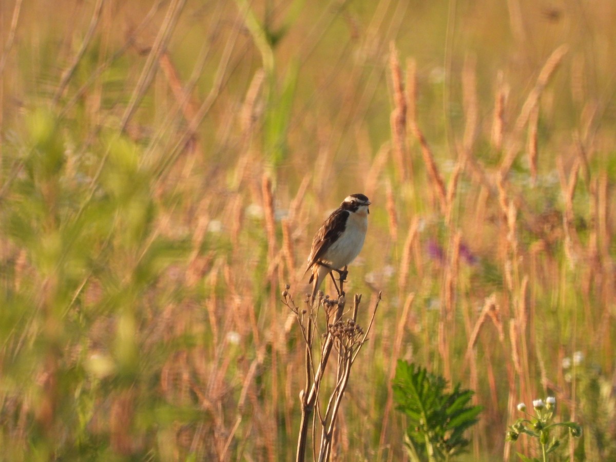 Whinchat - ML620343430