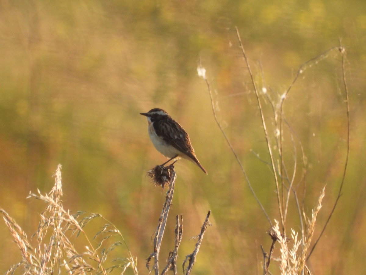 Whinchat - ML620343431