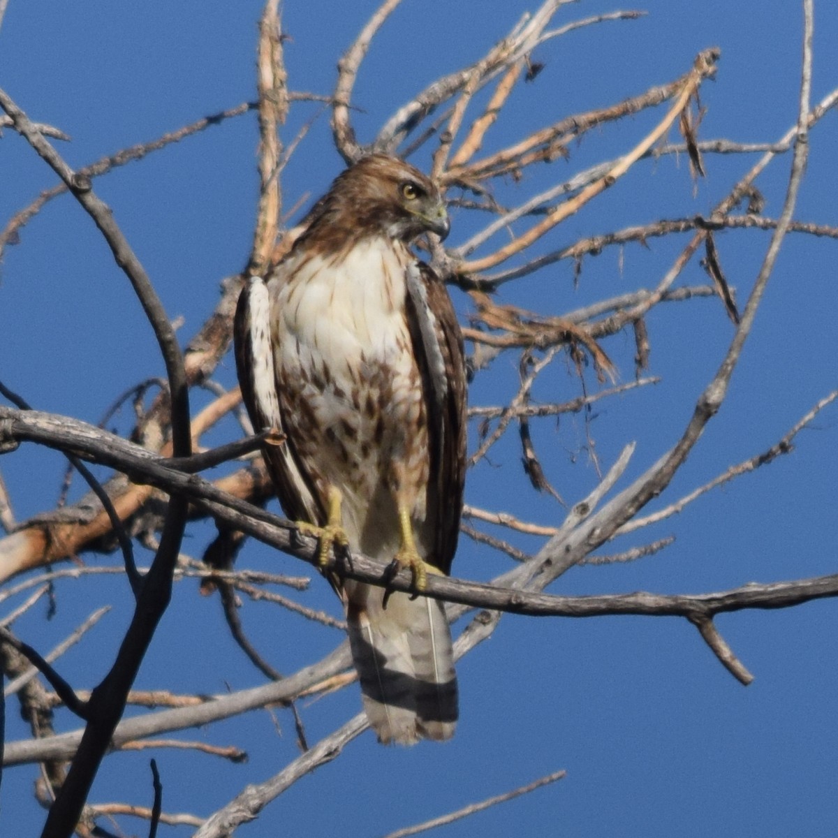 Red-tailed Hawk - ML620343451