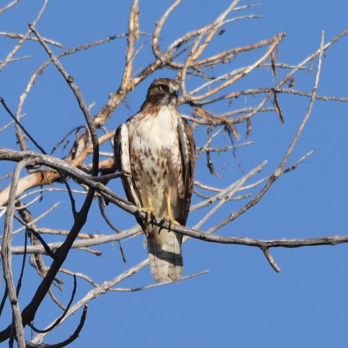 Red-tailed Hawk - ML620343452