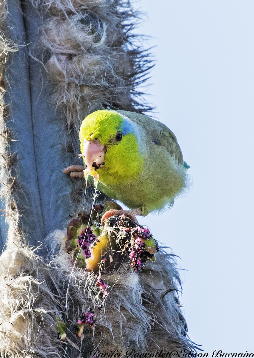 Pacific Parrotlet - ML620343455